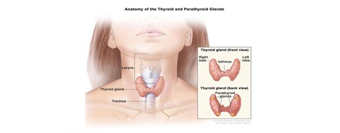Thyroid Surgeon